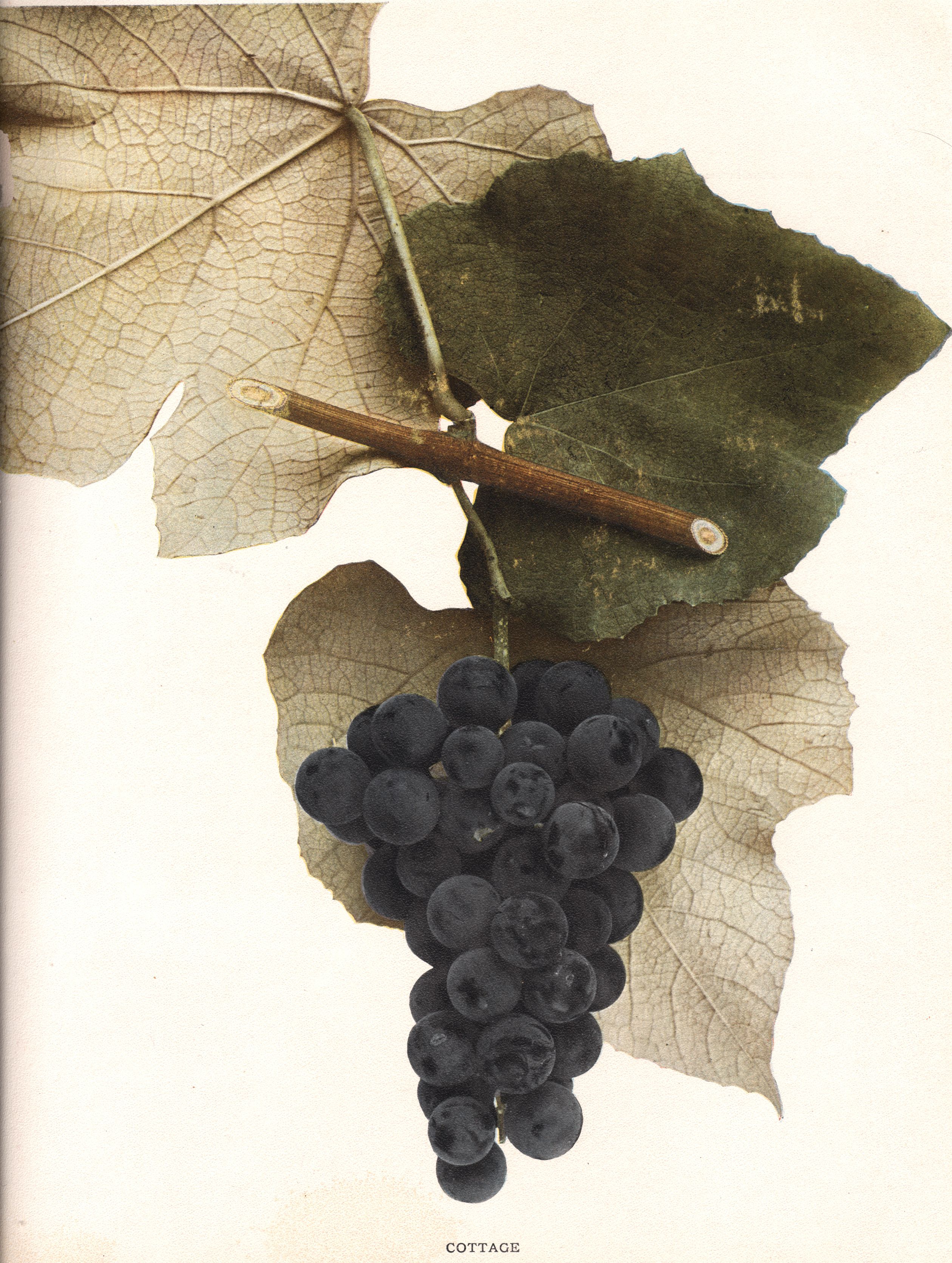 is hope grape a vigorous grower