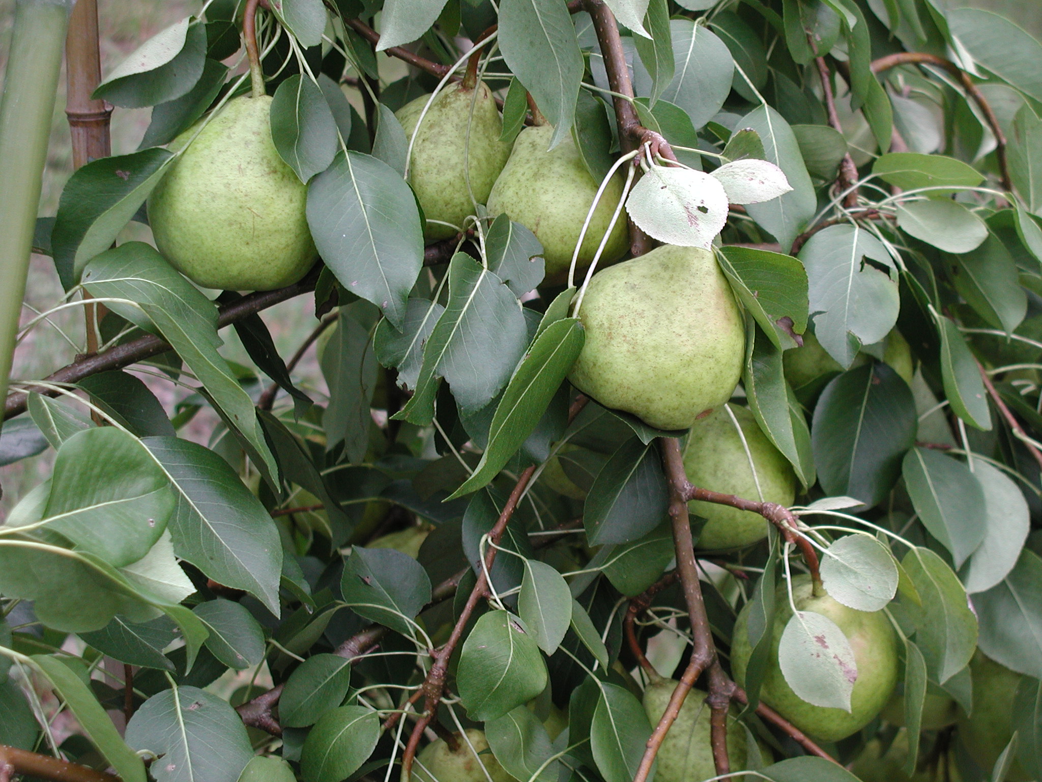 Dwarf Comice Pear Tree - The soft and sweet Christmas pear delicacy. (2  years old and 3-4 feet tall.)