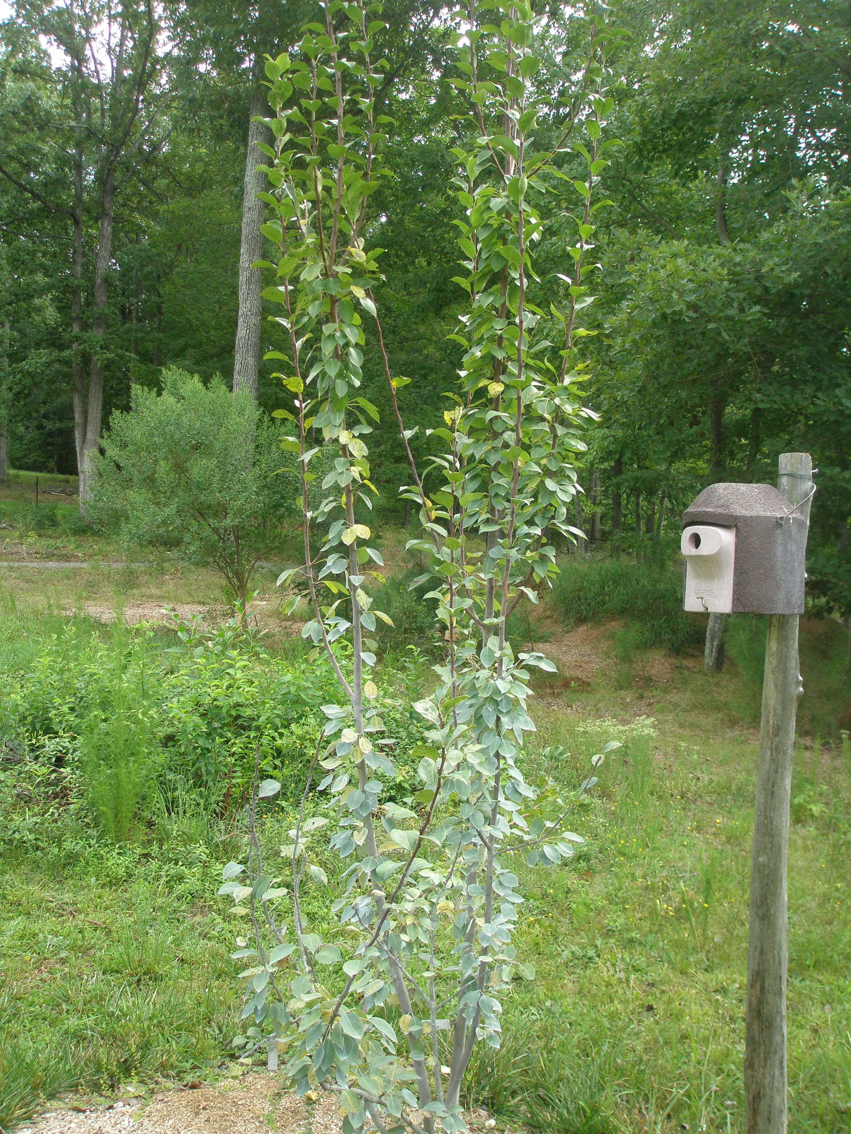 tree in North Carolina